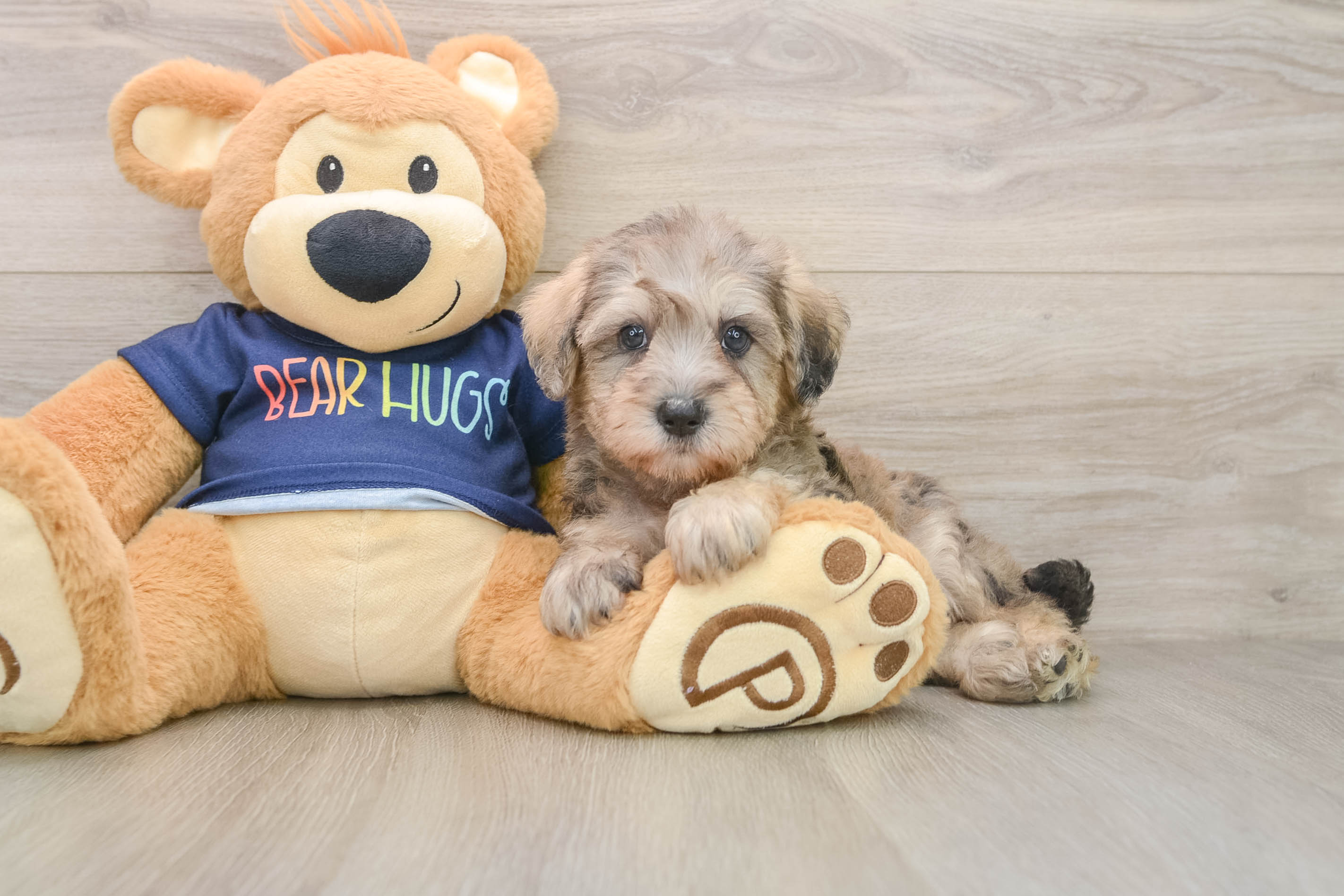 Best Mini Schnoodle Baby