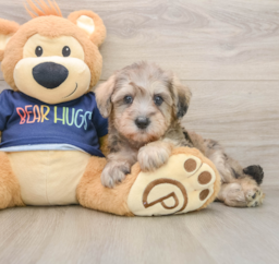 6 week old Mini Schnoodle Puppy For Sale - Seaside Pups