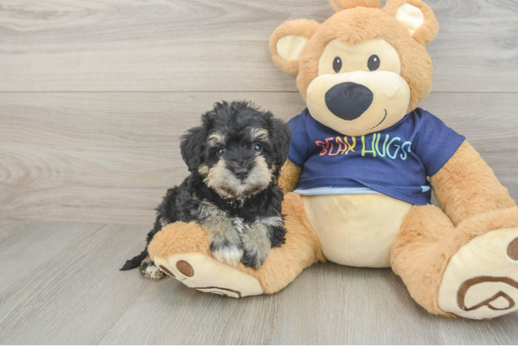 Mini Schnoodle Pup Being Cute