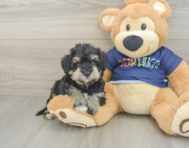 5 week old Mini Schnoodle Puppy For Sale - Seaside Pups