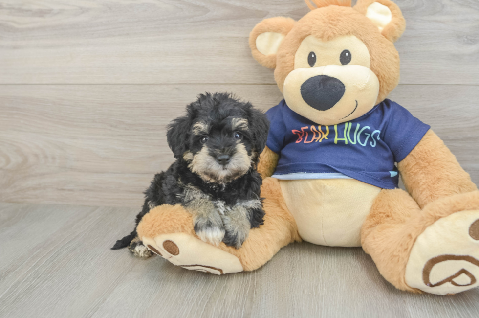 5 week old Mini Schnoodle Puppy For Sale - Seaside Pups