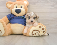 5 week old Mini Schnoodle Puppy For Sale - Seaside Pups