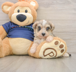 8 week old Mini Schnoodle Puppy For Sale - Seaside Pups