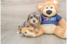 Cute Schnauzer Doodle Poodle Mix Puppy