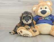 6 week old Mini Schnoodle Puppy For Sale - Seaside Pups