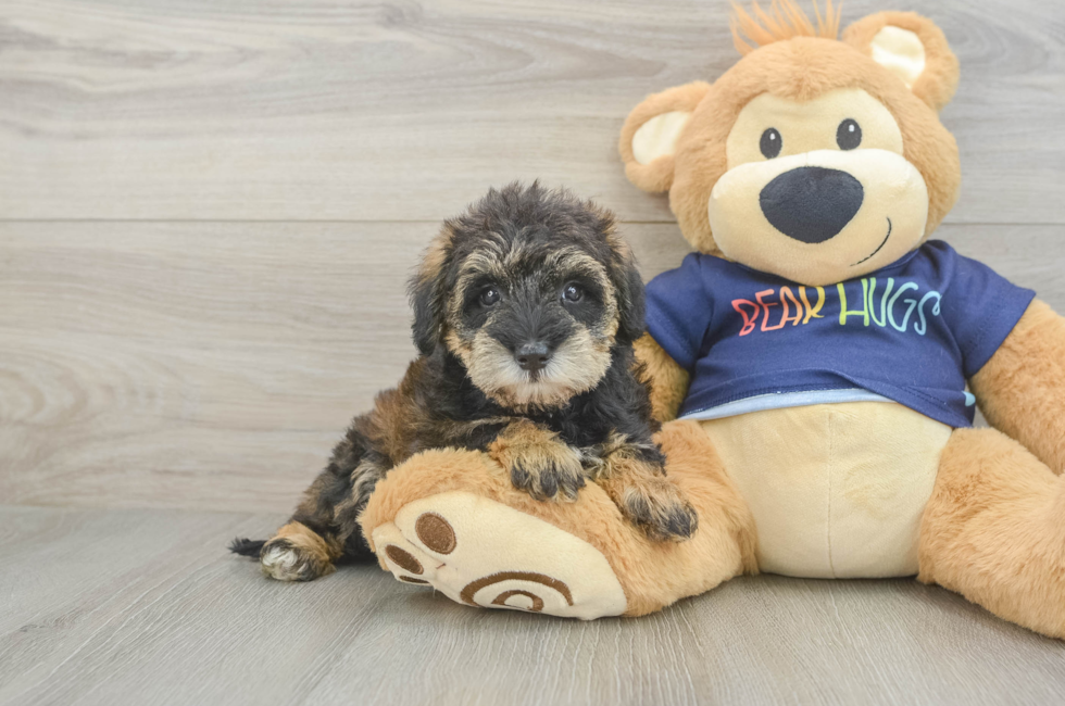 5 week old Mini Schnoodle Puppy For Sale - Seaside Pups