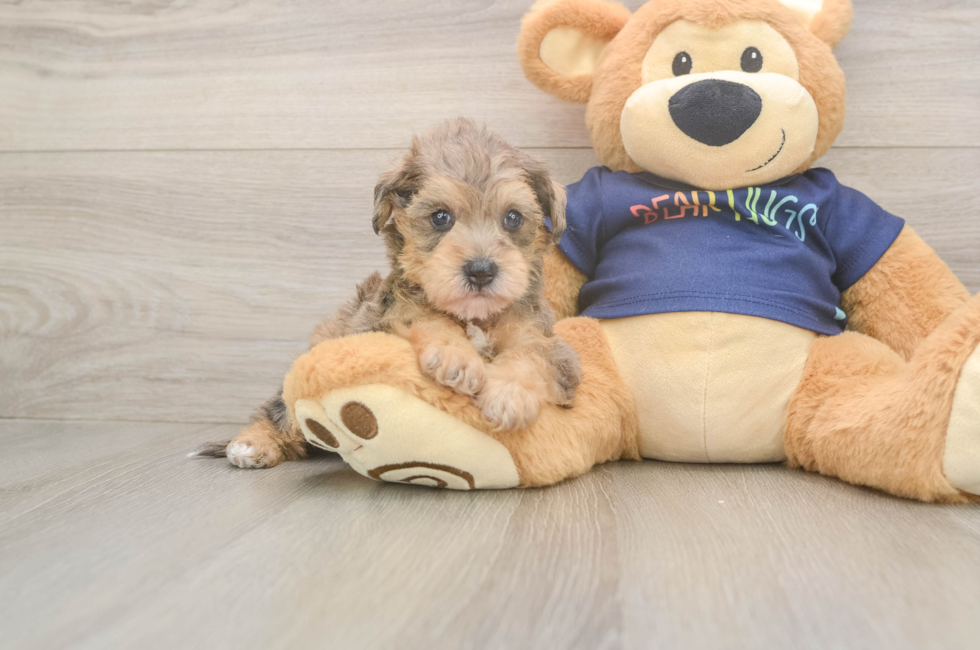 5 week old Mini Schnoodle Puppy For Sale - Seaside Pups