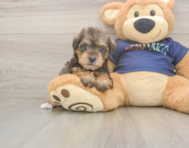 5 week old Mini Schnoodle Puppy For Sale - Seaside Pups