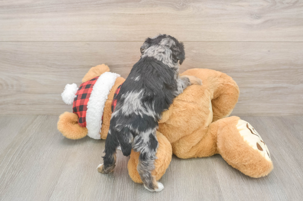 Mini Schnoodle Puppy for Adoption