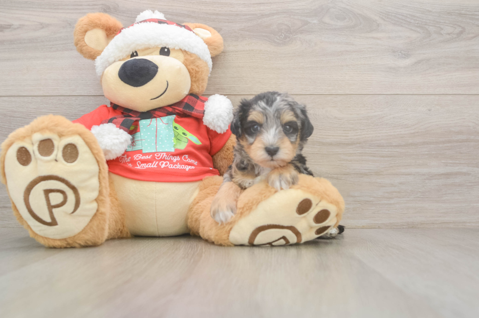 5 week old Mini Schnoodle Puppy For Sale - Seaside Pups