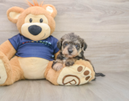 5 week old Mini Schnoodle Puppy For Sale - Seaside Pups
