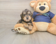 5 week old Mini Schnoodle Puppy For Sale - Seaside Pups