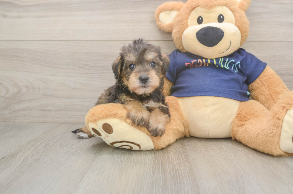 5 week old Mini Schnoodle Puppy For Sale - Seaside Pups