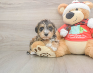 5 week old Mini Schnoodle Puppy For Sale - Seaside Pups