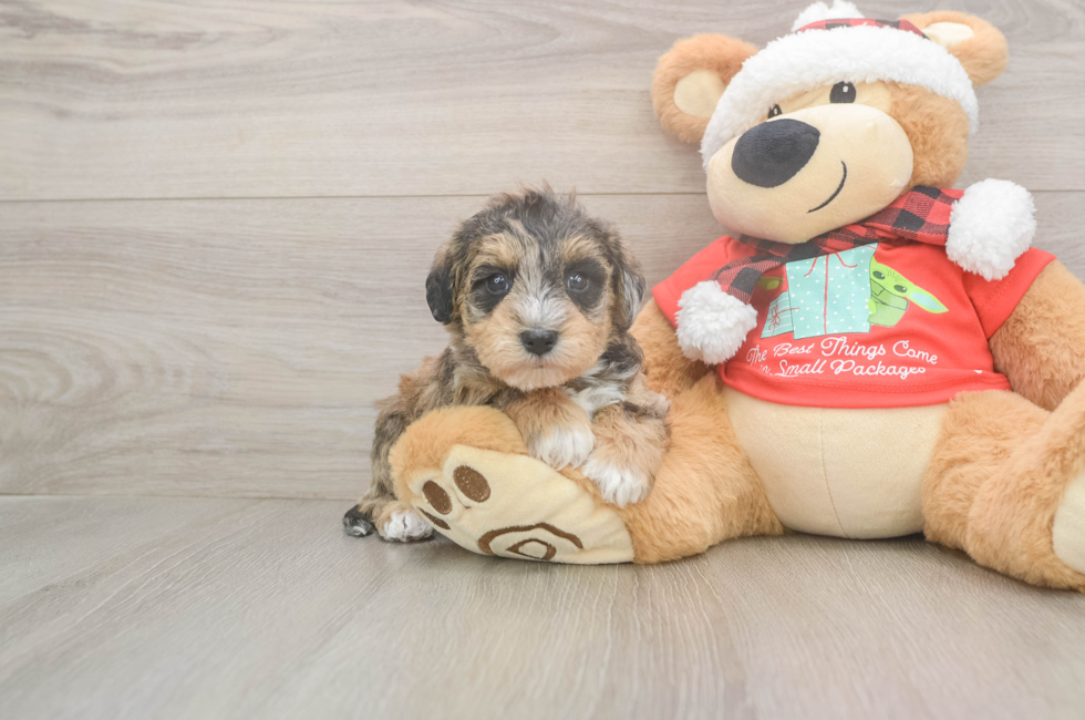 5 week old Mini Schnoodle Puppy For Sale - Seaside Pups