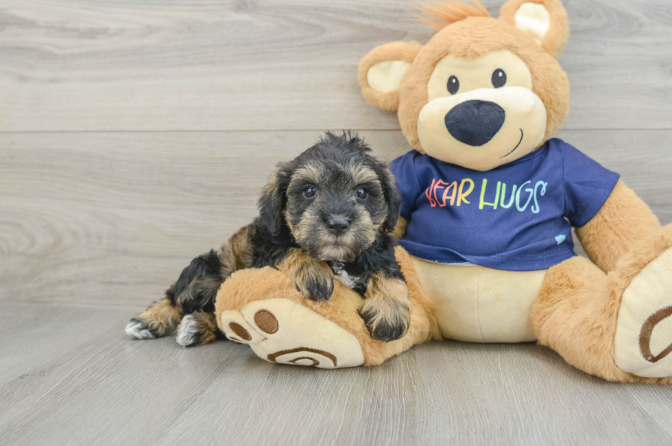 7 week old Mini Schnoodle Puppy For Sale - Seaside Pups