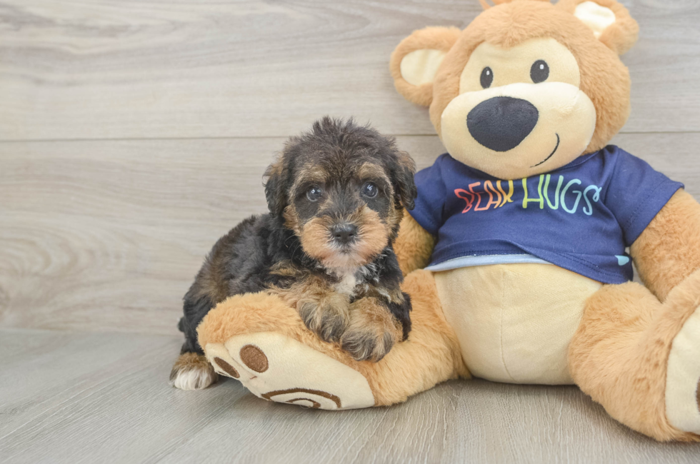 5 week old Mini Schnoodle Puppy For Sale - Seaside Pups