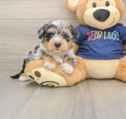 6 week old Mini Schnoodle Puppy For Sale - Seaside Pups