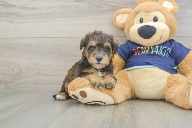 Mini Schnoodle Pup Being Cute