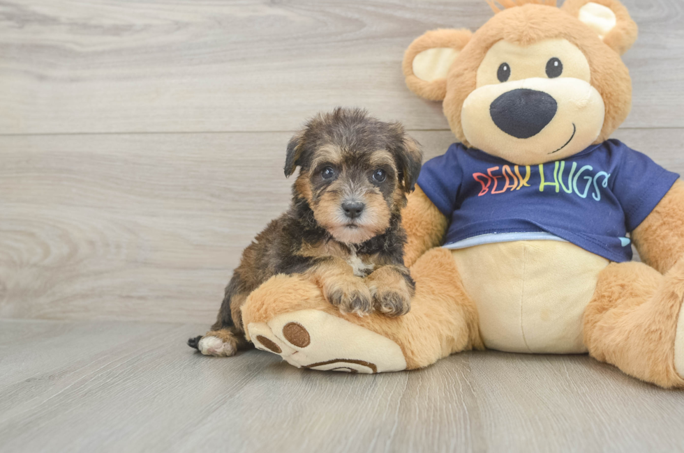 5 week old Mini Schnoodle Puppy For Sale - Seaside Pups