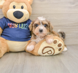 6 week old Mini Schnoodle Puppy For Sale - Seaside Pups