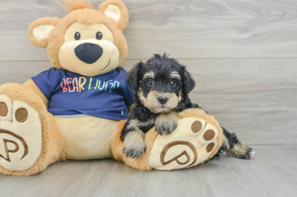7 week old Mini Schnoodle Puppy For Sale - Seaside Pups