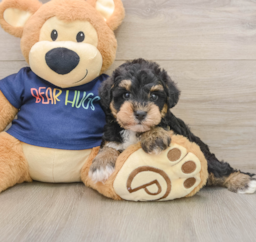 6 week old Mini Schnoodle Puppy For Sale - Seaside Pups