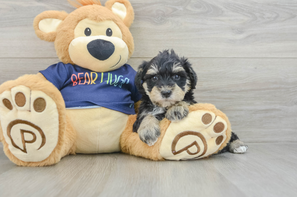 7 week old Mini Schnoodle Puppy For Sale - Seaside Pups