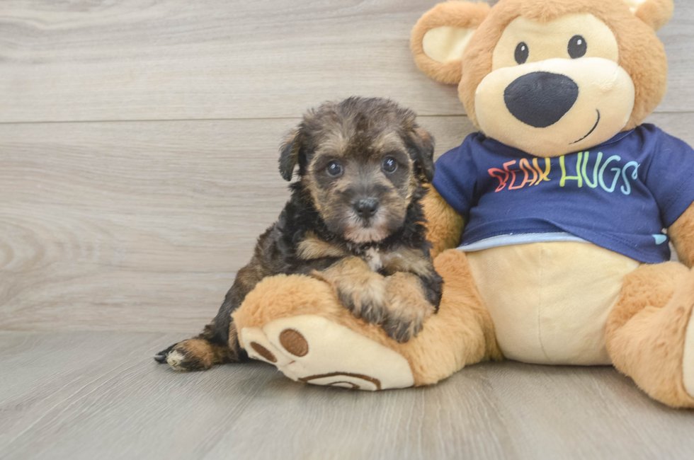 5 week old Mini Schnoodle Puppy For Sale - Seaside Pups