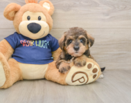 8 week old Mini Schnoodle Puppy For Sale - Seaside Pups
