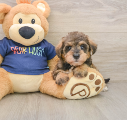 6 week old Mini Schnoodle Puppy For Sale - Seaside Pups