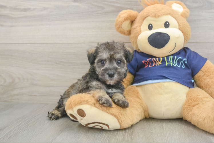 Cute Mini Schnoodle Poodle Mix Puppy