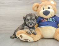 7 week old Mini Schnoodle Puppy For Sale - Seaside Pups