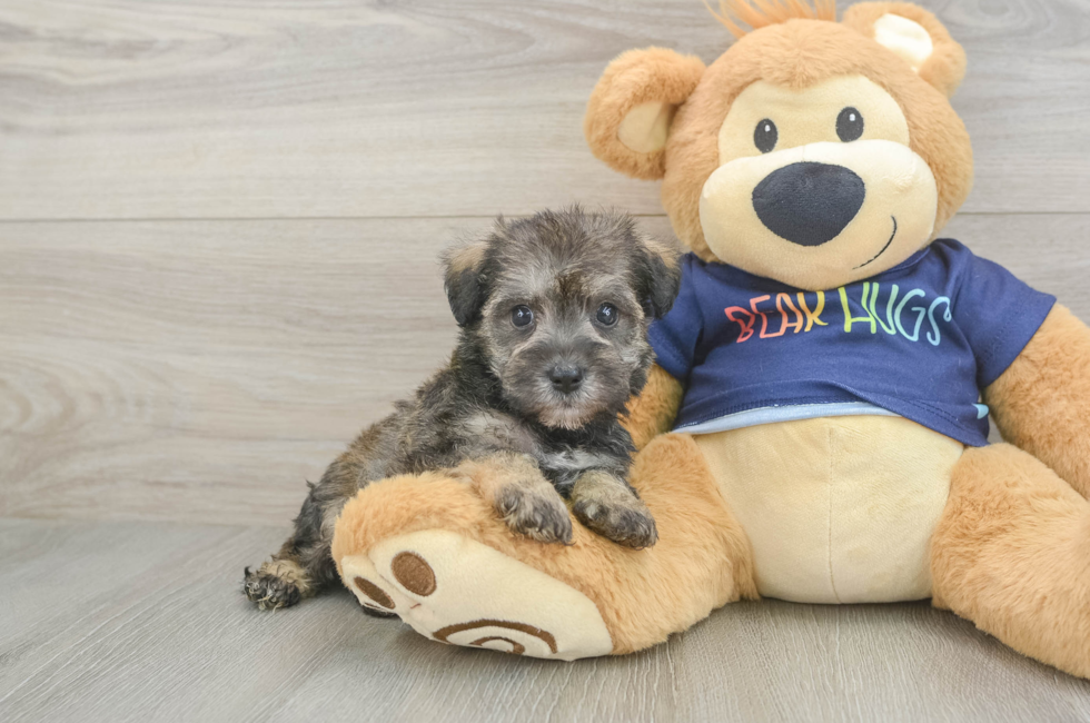 5 week old Mini Schnoodle Puppy For Sale - Seaside Pups