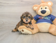 6 week old Mini Schnoodle Puppy For Sale - Seaside Pups