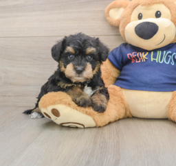 6 week old Mini Schnoodle Puppy For Sale - Seaside Pups