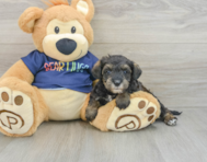 7 week old Mini Schnoodle Puppy For Sale - Seaside Pups