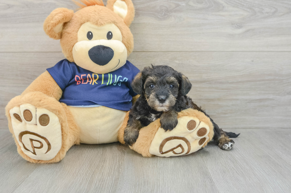 7 week old Mini Schnoodle Puppy For Sale - Seaside Pups