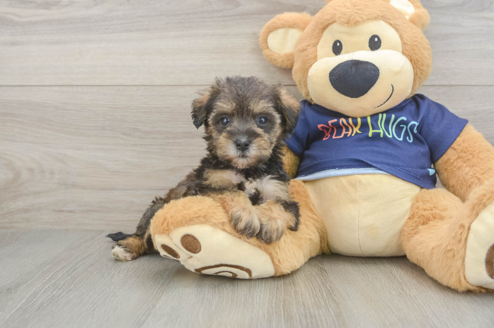 5 week old Mini Schnoodle Puppy For Sale - Seaside Pups