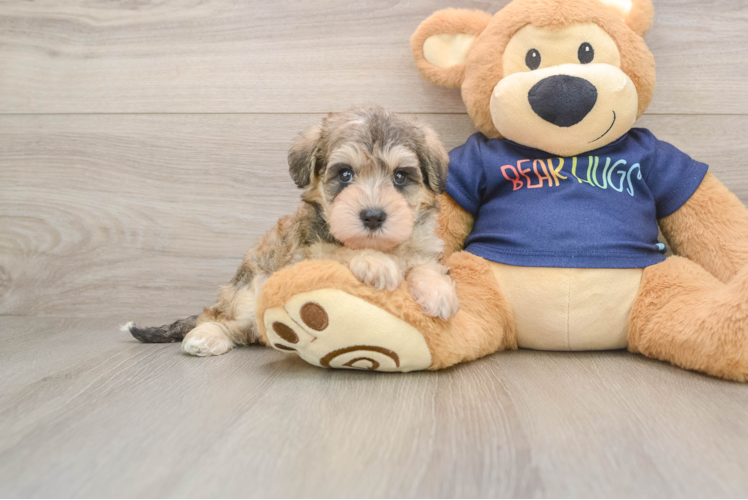 Mini Schnoodle Pup Being Cute