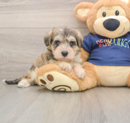 7 week old Mini Schnoodle Puppy For Sale - Seaside Pups