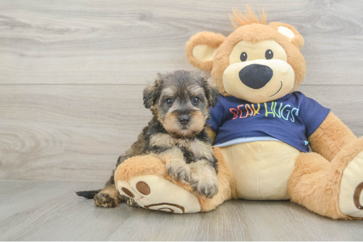 Cute Mini Schnoodle Baby