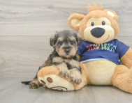 8 week old Mini Schnoodle Puppy For Sale - Seaside Pups