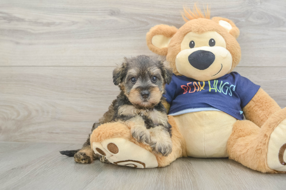 5 week old Mini Schnoodle Puppy For Sale - Seaside Pups