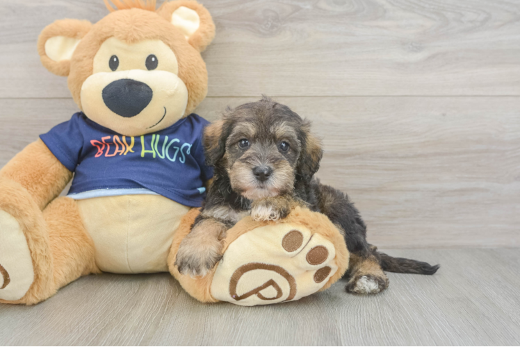 Cute Mini Schnoodle Poodle Mix Pup