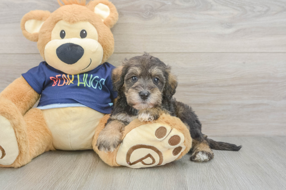 5 week old Mini Schnoodle Puppy For Sale - Seaside Pups