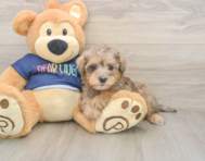 5 week old Mini Schnoodle Puppy For Sale - Seaside Pups