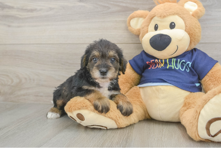 Cute Mini Schnoodle Poodle Mix Puppy
