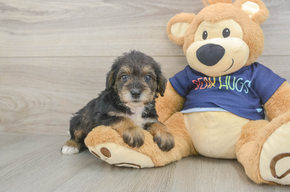 5 week old Mini Schnoodle Puppy For Sale - Seaside Pups