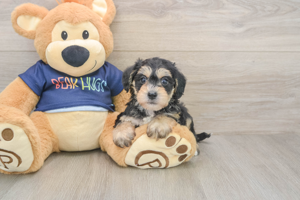 Cute Mini Schnoodle Poodle Mix Pup